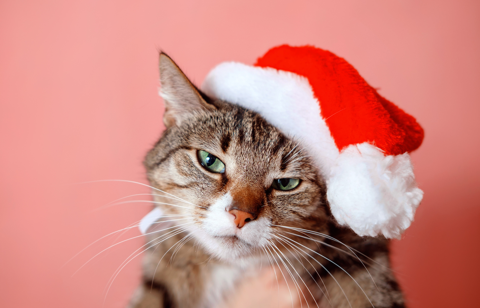 Cat in Santa Claus Hat on Pink Background