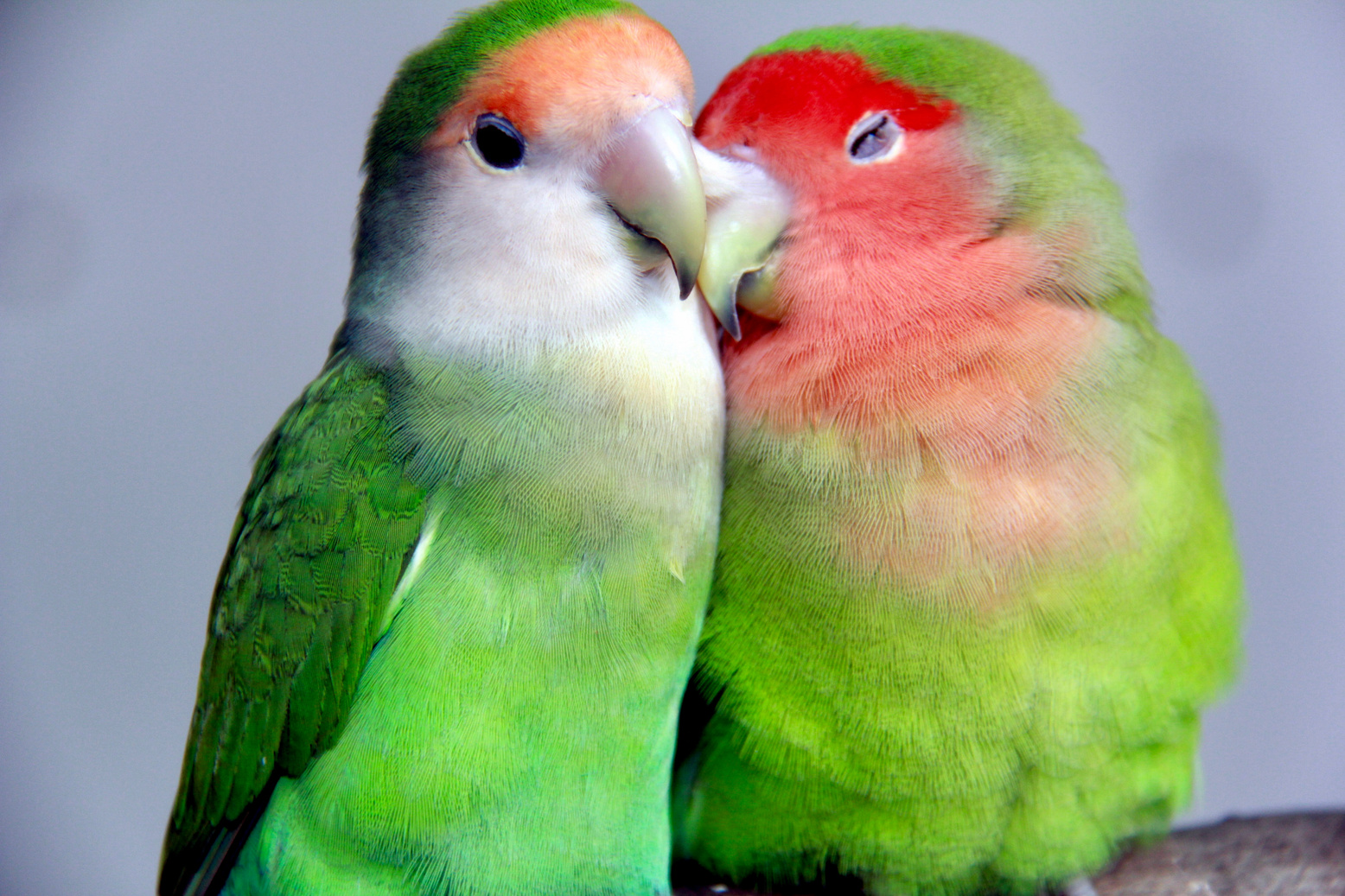 Love birds